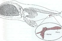 Những bộ phận vô dụng của động thực vật 