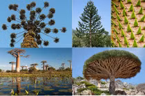 Điểm những loài cây kỳ lạ có nguy cơ tuyệt chủng