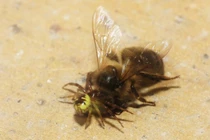 Nín thở xem nhện chiến đấu với kẻ thù (2) 