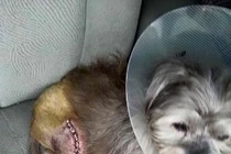 Câu chuyện rớt nước mắt về chú chó bị liệt đáng thương