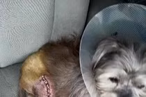 Câu chuyện rớt nước mắt về chú chó bị liệt đáng thương