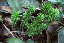 Khám phá về cây thông đất Việt Nam không nên bỏ qua