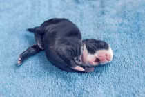 Khoảnh khắc diệu kỳ 30 ngày đầu đời của thỏ 