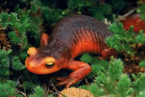 Những loài vật có khả năng tự tái tạo