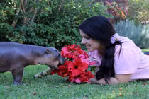 Hà mã thích thú được nuôi như thú kiểng