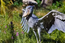 Kỳ thú loài chim có mỏ kỳ dị gây sốc