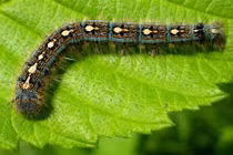 Rợn người loài sâu bướm “vác” cánh cụt trên lưng 