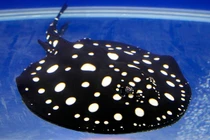 Nuôi cá sam thú chơi đánh đổi bằng cả... tính mạng