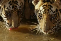 Khoảnh khắc ấn tượng “chúa tể sơn lâm” trong Khu bảo tồn Ấn Độ