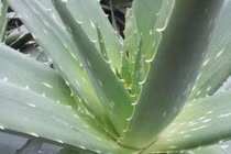 10 loại cây làm máy lọc không khí tuyệt vời