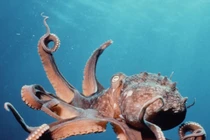 Những sự thật về bạch tuộc khiến bạn phải “há hốc mồm“