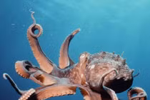 Những sự thật về bạch tuộc khiến bạn phải “há hốc mồm“