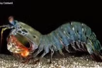 Khám phá thú vị ít ai biết về những con bề bề