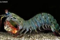 Khám phá thú vị ít ai biết về những con bề bề