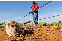 Đội chuột khổng lồ săn bom tinh nhuệ của châu Phi 