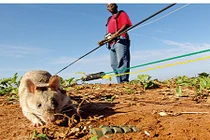 Đội chuột khổng lồ săn bom tinh nhuệ của châu Phi 