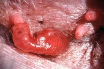 Hình ảnh khó tin bên trong túi kangaroo mẹ 