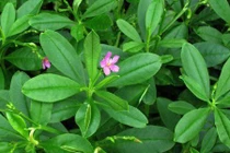 Khám phá gây sửng sốt về cây sâm đất quý giá