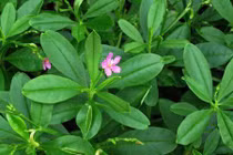 Khám phá gây sửng sốt về cây sâm đất quý giá