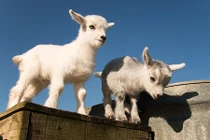 Loài dê lùn thú vị "đệ nhất làng động vật thân thiện"