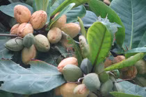 Ngạc nhiên với những khám phá ít người biết về cây bàng