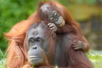 Những ông bố bà mẹ động vật hết mình vì con 