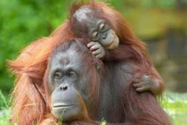 Những ông bố bà mẹ động vật hết mình vì con 