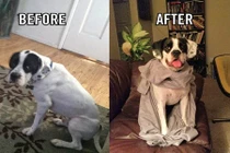 Mê đắm ảnh thú cưng trước và sau khi được nhận nuôi 