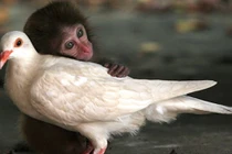 Ảnh đẹp gây xúc động về tình bạn giữa các loài vật 