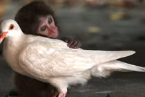 Ảnh đẹp gây xúc động về tình bạn giữa các loài vật 