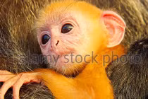 Cận cảnh con voọc quý hiếm có bộ lông cam vàng rực