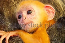 Cận cảnh con voọc quý hiếm có bộ lông cam vàng rực