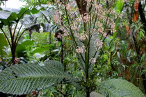 Khám phá "độc" về cây lá khôi chữa dạ dày ở VN