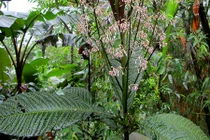 Khám phá "độc" về cây lá khôi chữa dạ dày ở VN