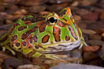 Điểm danh những kẻ “háu ăn” nhất thế giới động vật