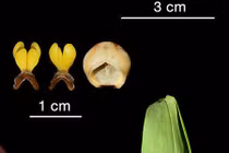 Bất ngờ tìm thấy ba loài lan mới ở Ecuador: Toàn loài quý hiếm! 