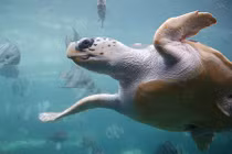 Điều bất ngờ về rùa Quản Đồng quý hiếm của VN