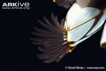 Rợn người với loại hàu có chân, xúc tu tua tủa 