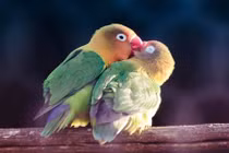 Thú vị bộ ảnh tình yêu của các loài chim