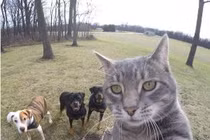 Kỳ lạ chú mèo thích chụp ảnh tự sướng mọi nơi