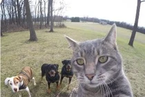 Kỳ lạ chú mèo thích chụp ảnh tự sướng mọi nơi