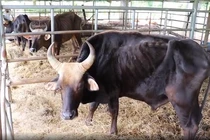 Bò tót trơ xương Vườn QG Phước Bình: Chi phí nuôi dưỡng khoẻ mạnh như nào?