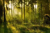 Sự thật gây sốc về các loài động thực vật quanh ta