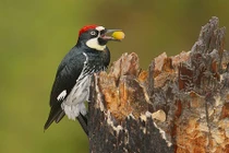 Khám phá cực thú vị về loài chim gõ kiến 