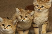 Khám phá ít biết về loài mèo duy nhất sống ở sa mạc