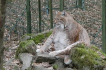 Nhìn lại hình ảnh chú linh miêu béo nhất Thế giới vừa qua đời