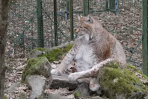 Nhìn lại hình ảnh chú linh miêu béo nhất Thế giới vừa qua đời