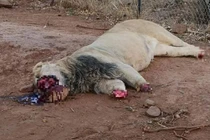 Những hình ảnh động vật ám ảnh, khiến ai cũng phải nghĩ