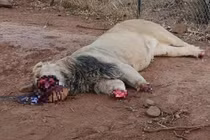 Những hình ảnh động vật ám ảnh, khiến ai cũng phải nghĩ