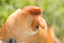 Động vật sở hữu chiếc mũi kỳ dị, không ai tin chúng tồn tại